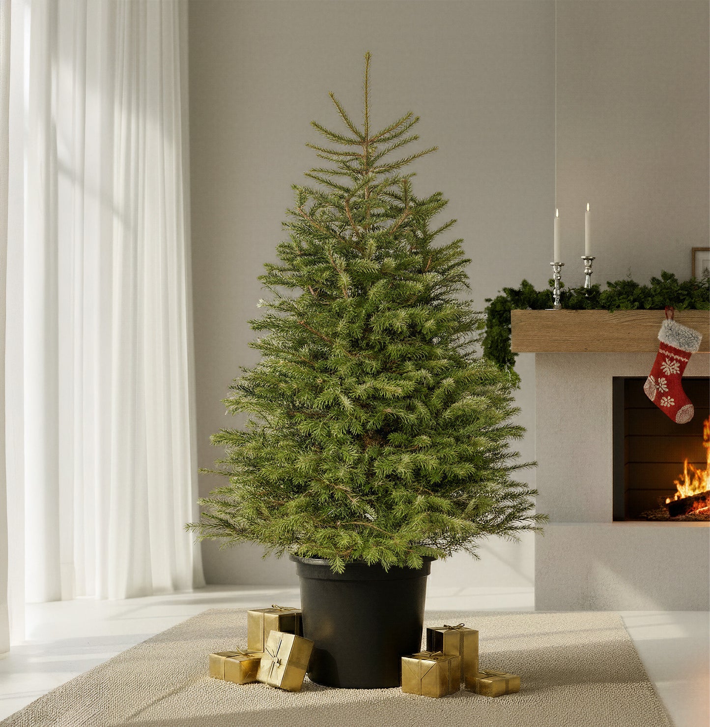 Nordmann Fir Pot Grown Christmas Trees