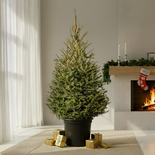 Norway Spruce Pot Grown Christmas Trees