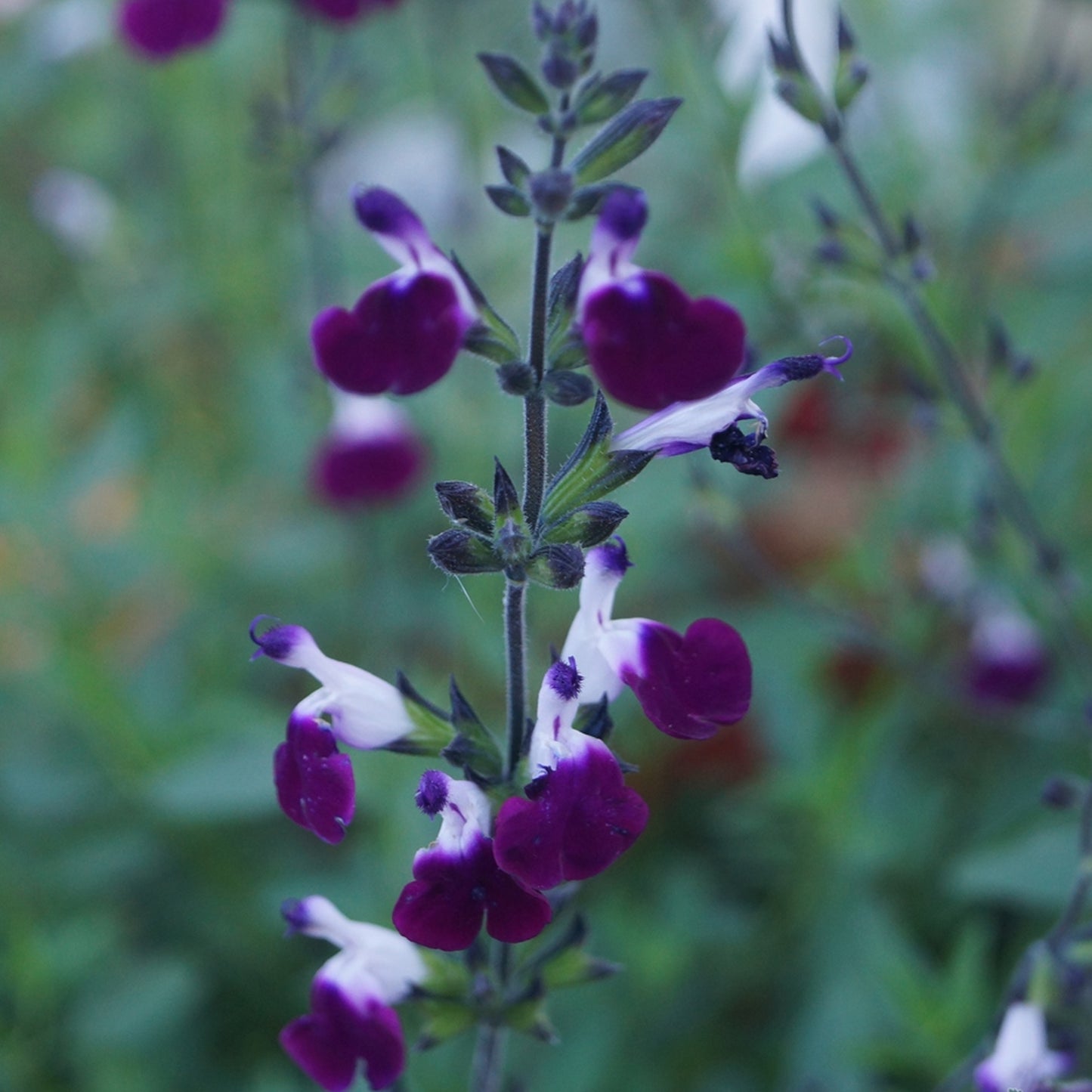 Salvia Amethyst Lips (9cm)