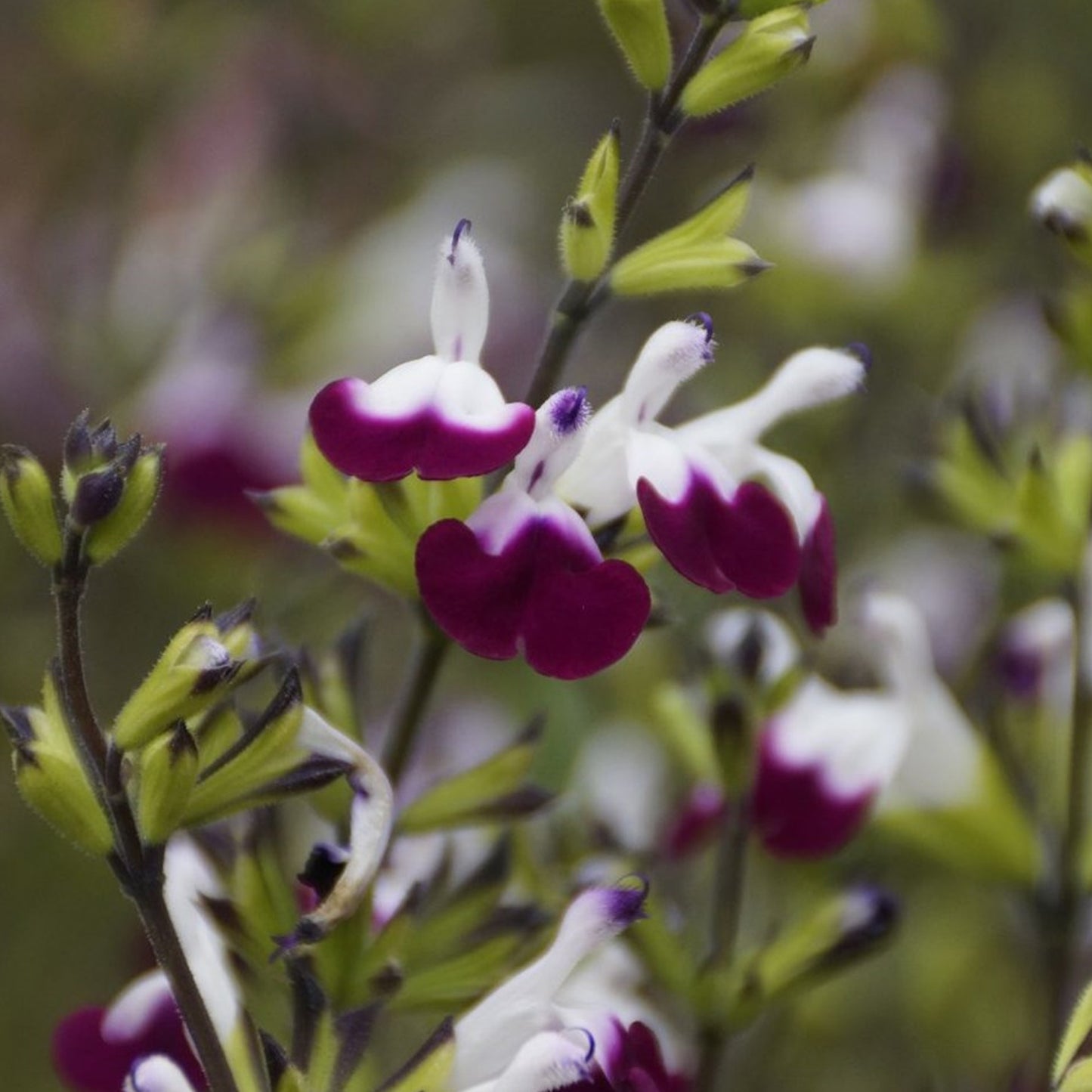 Salvia Amethyst Lips (9cm)