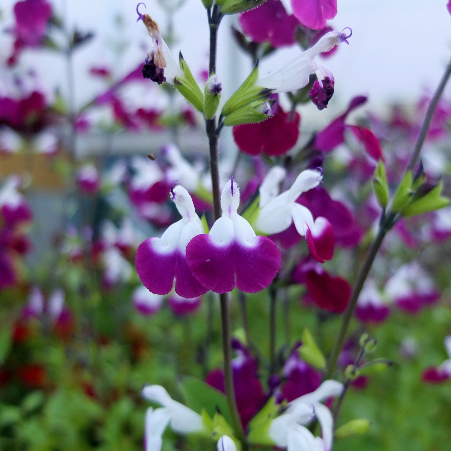 Salvia Amethyst Lips (9cm)
