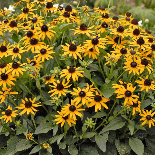 Rudbeckia Little Goldstar
