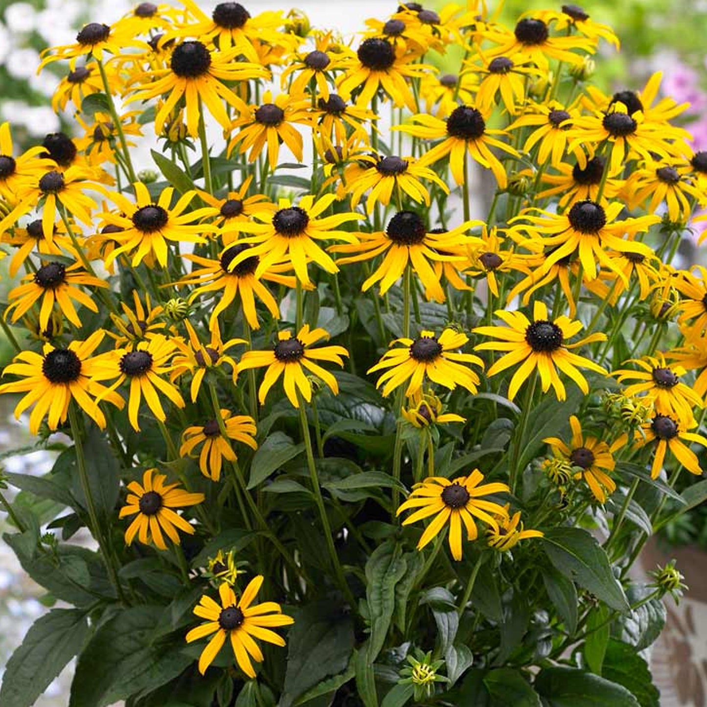 Rudbeckia Little Goldstar