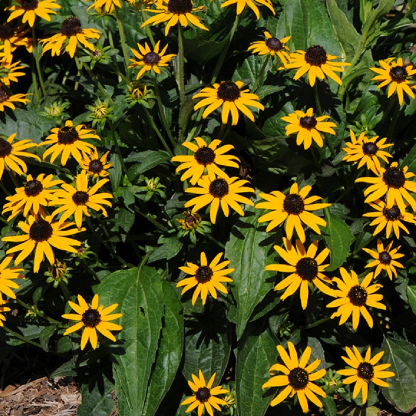 Rudbeckia Little Goldstar