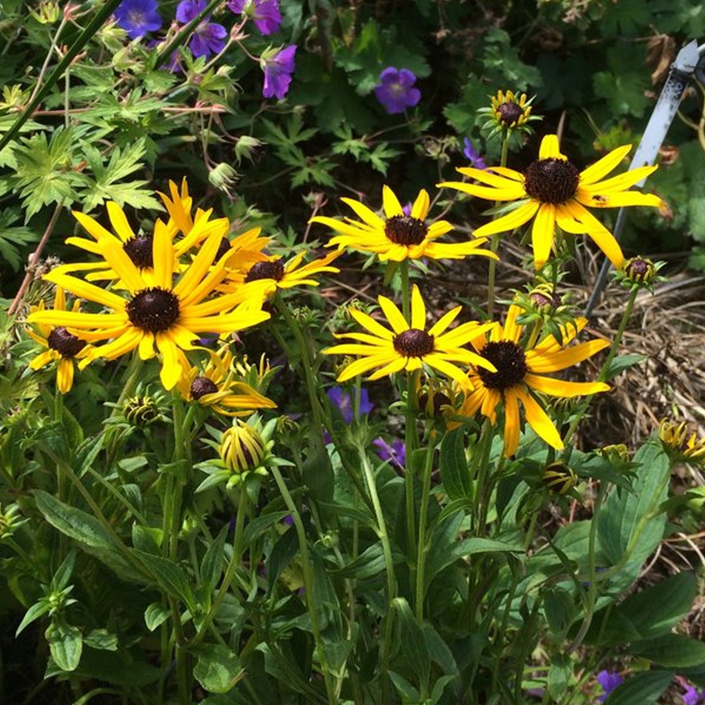 Rudbeckia Little Goldstar