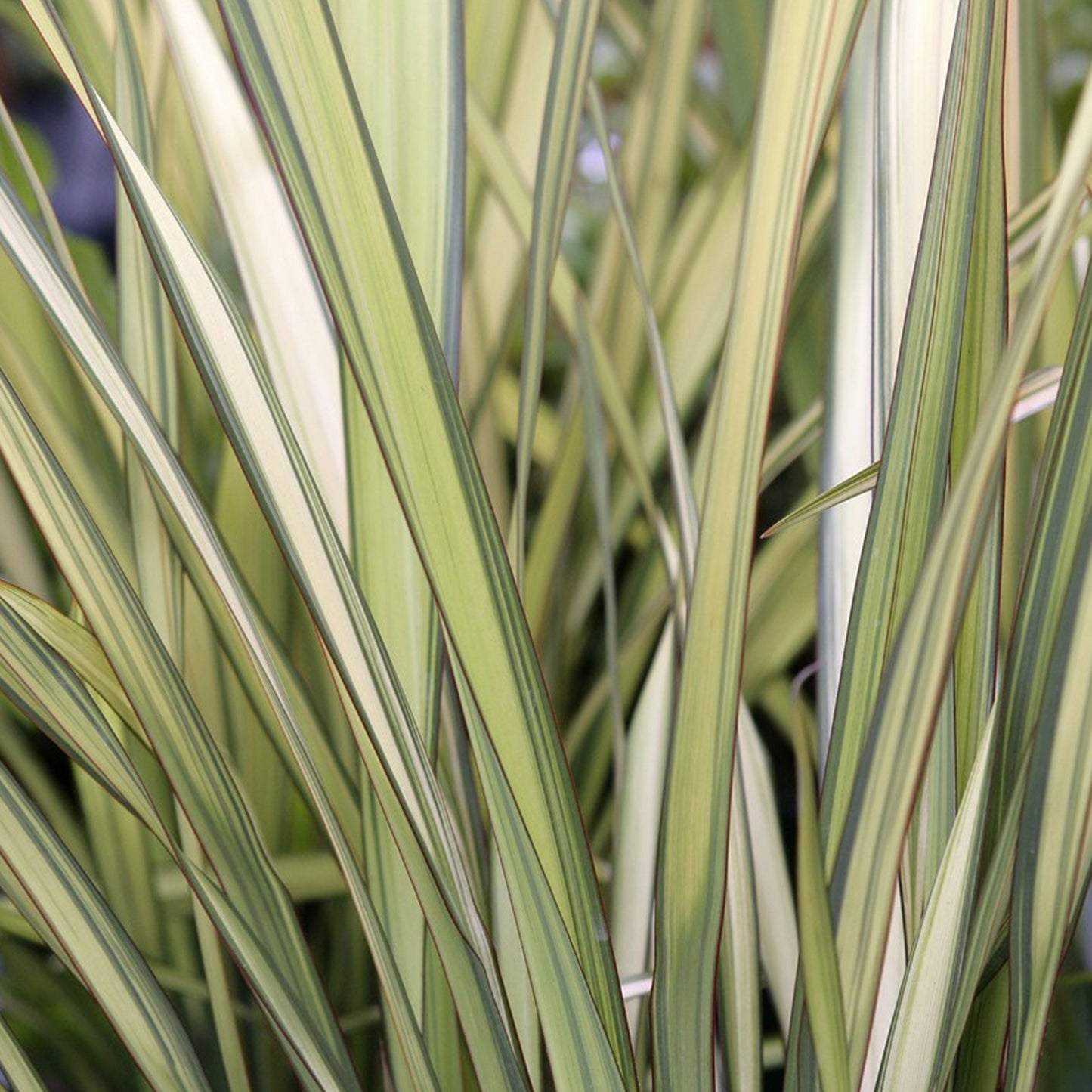 Phormium Apricot Queen (9cm)