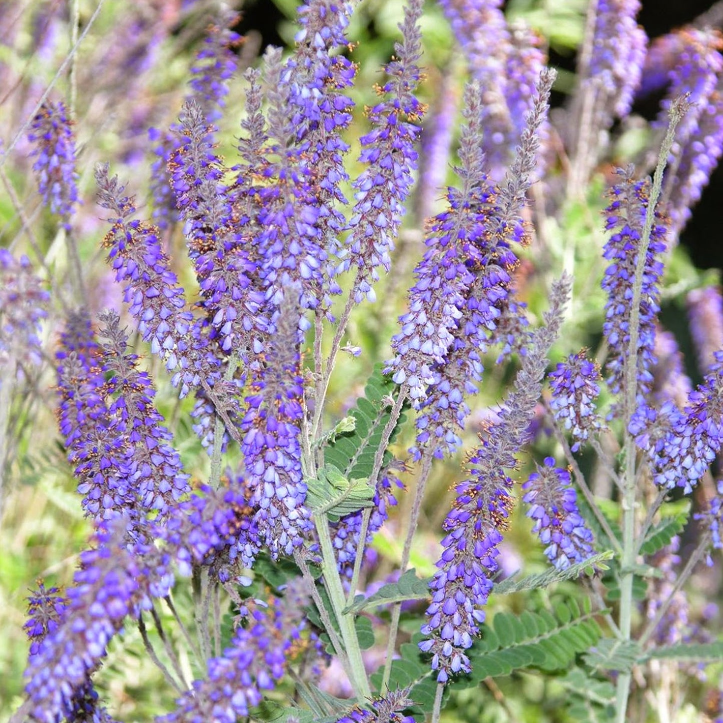 Perovskia Little Spire (9cm)