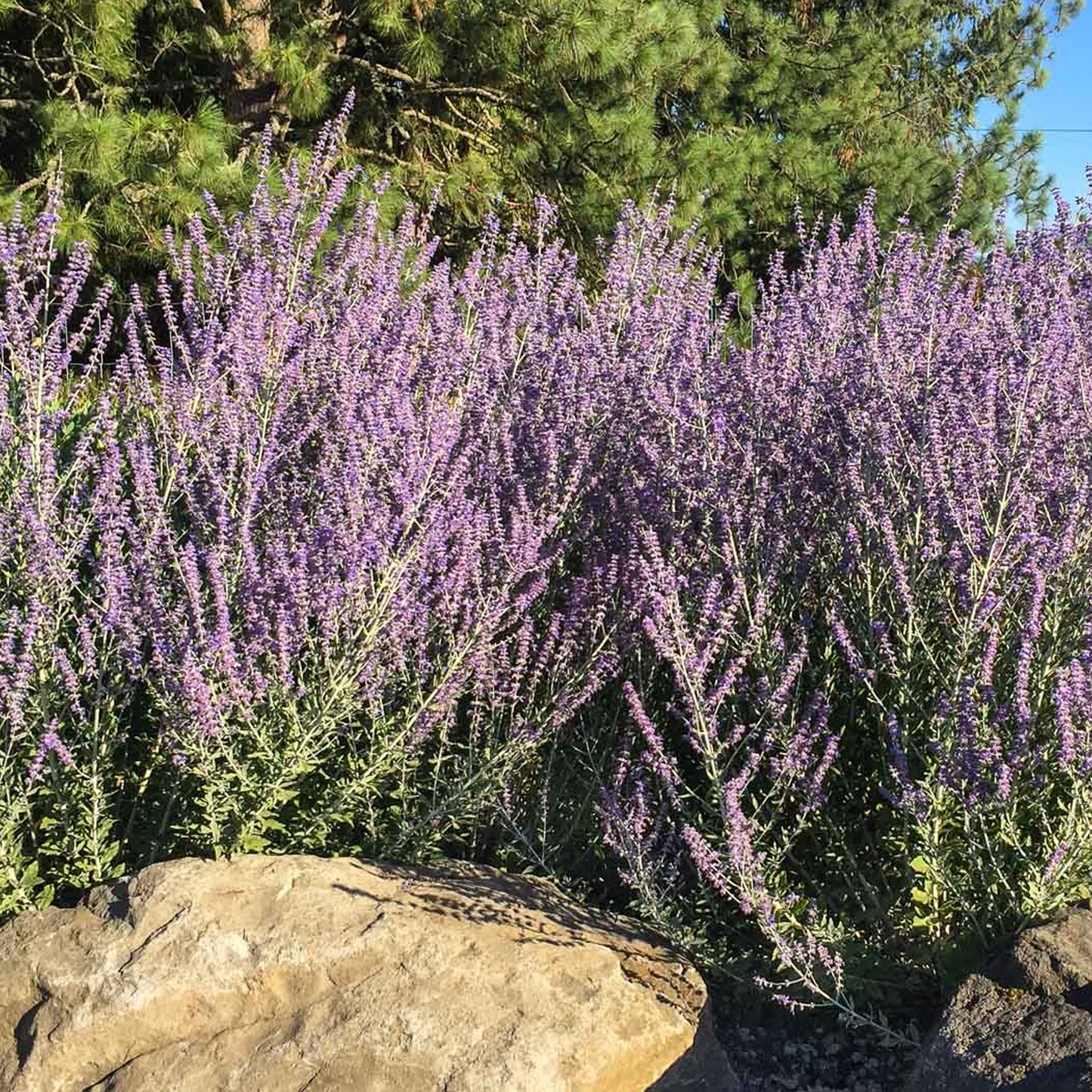 Perovskia Little Spire (9cm)