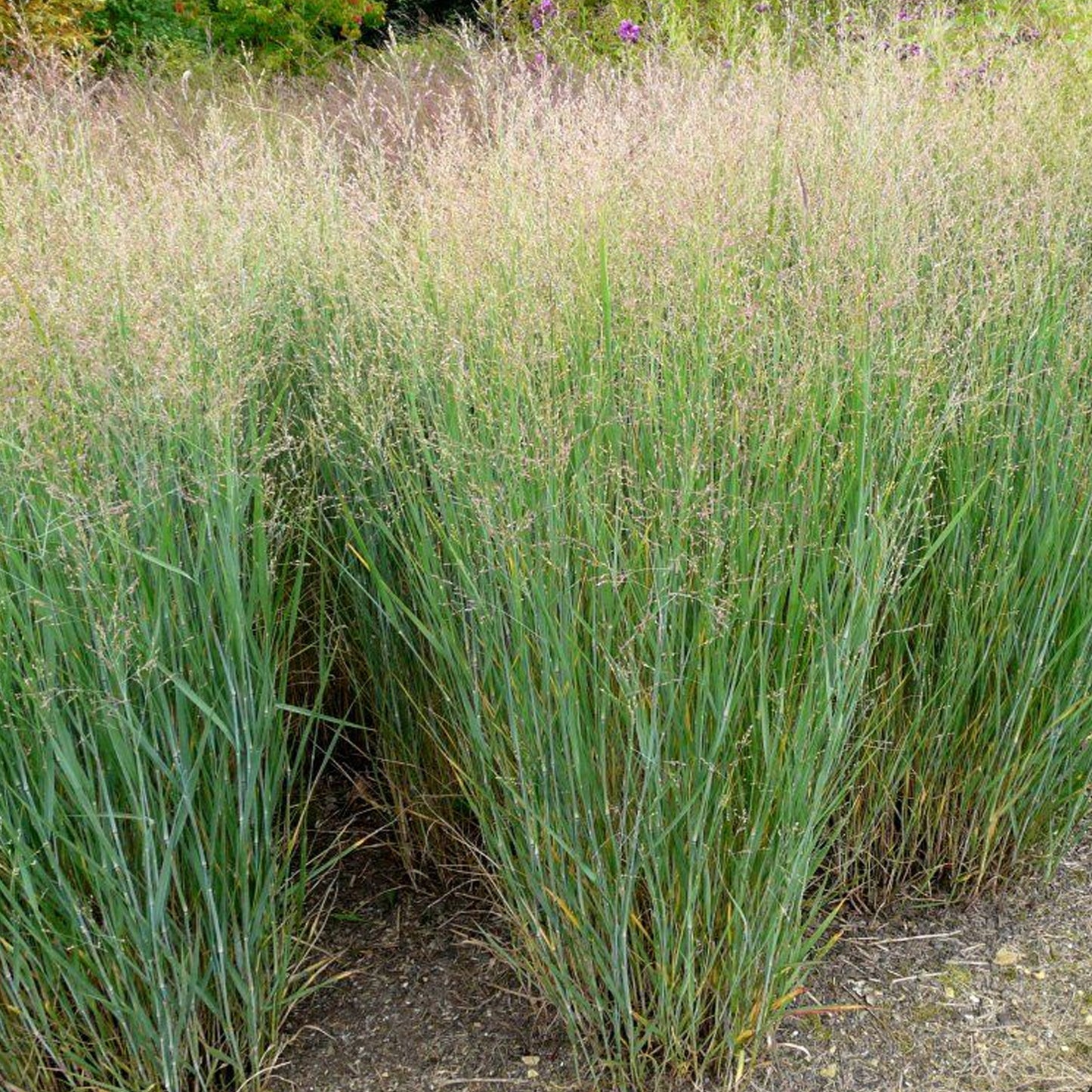 Panicum Heavy Metal (9cm)