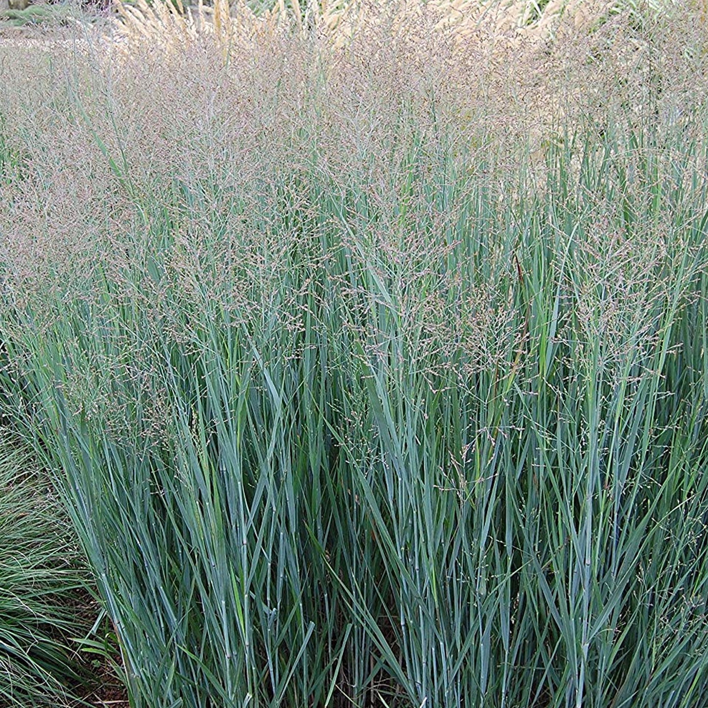 Panicum Heavy Metal (9cm)