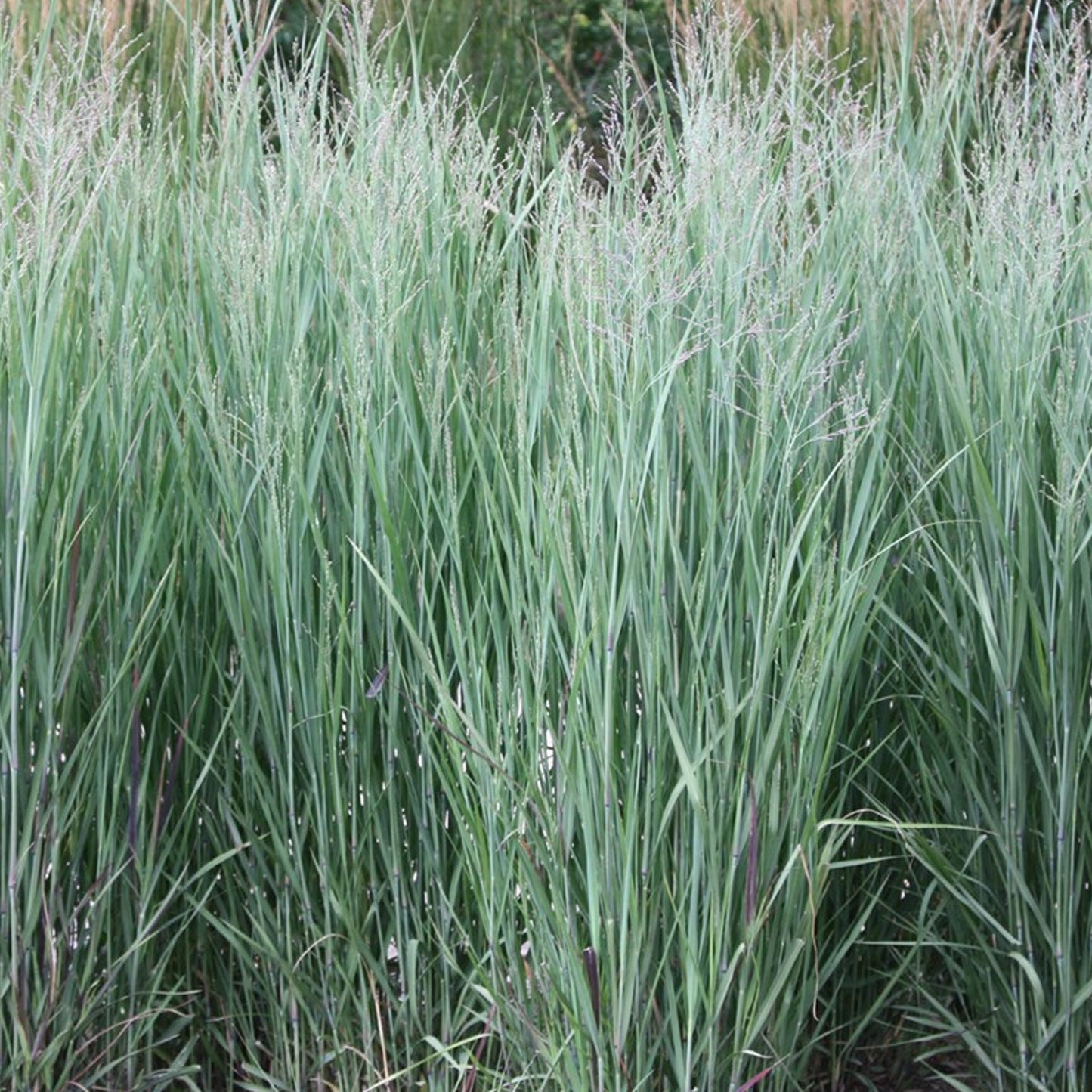 Panicum Heavy Metal (9cm)