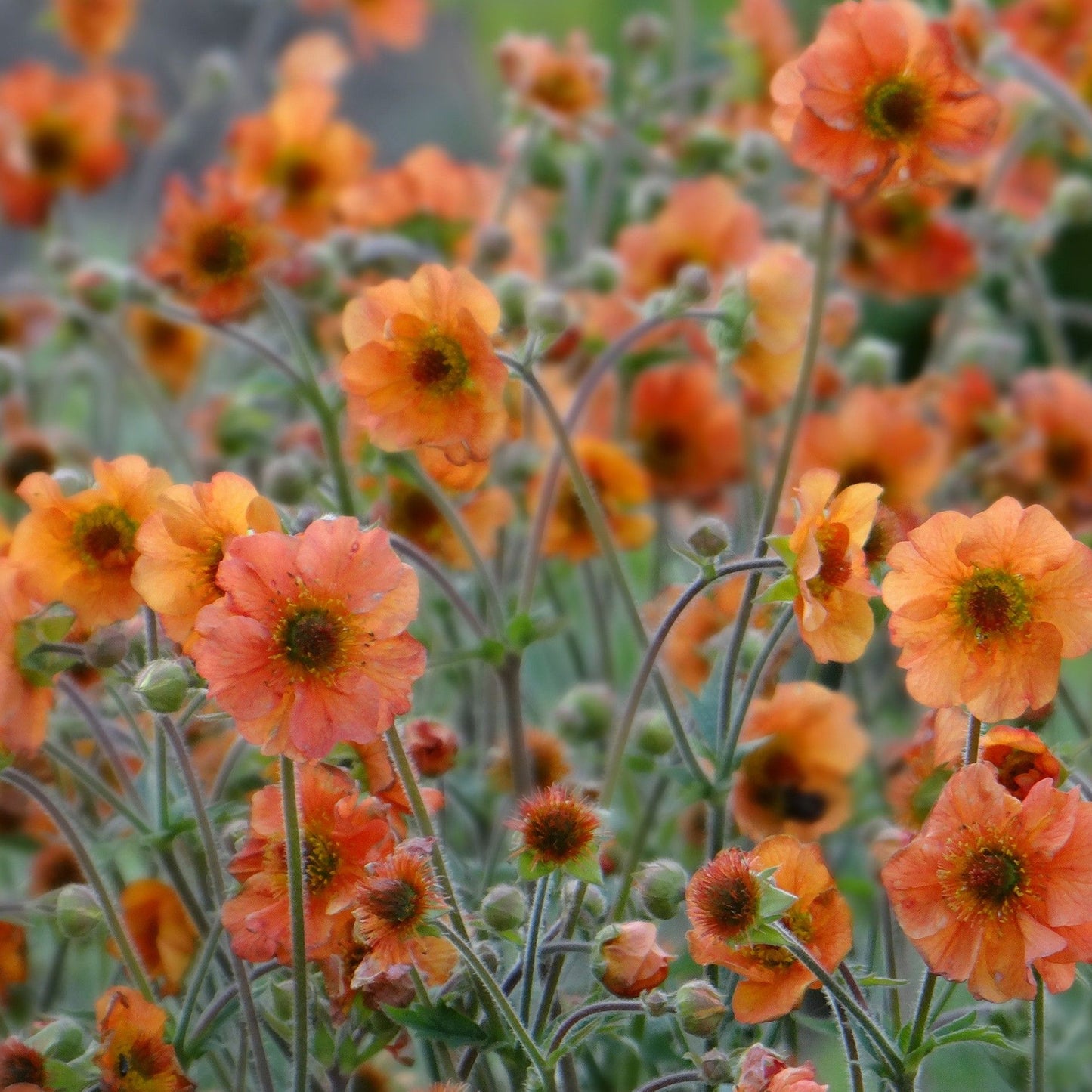 Geum Totally Tangerine