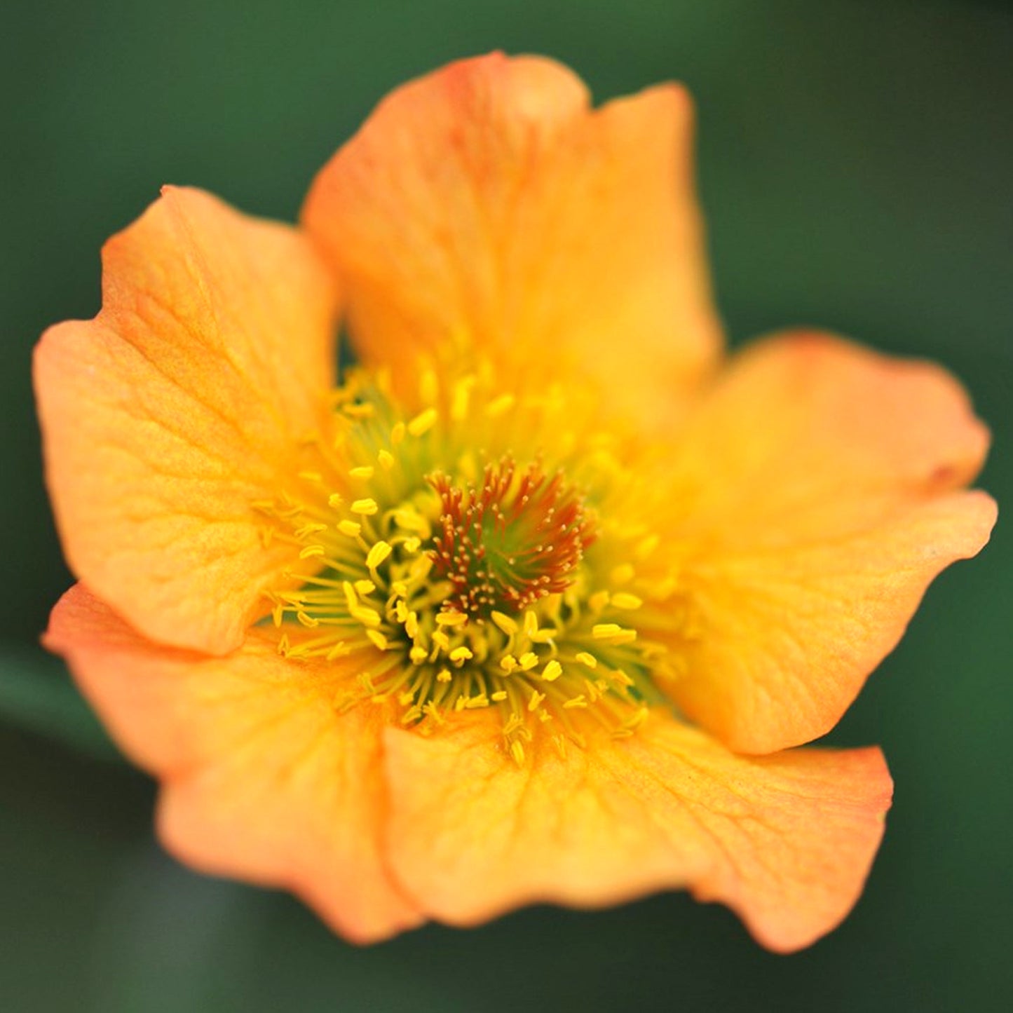 Geum Totally Tangerine