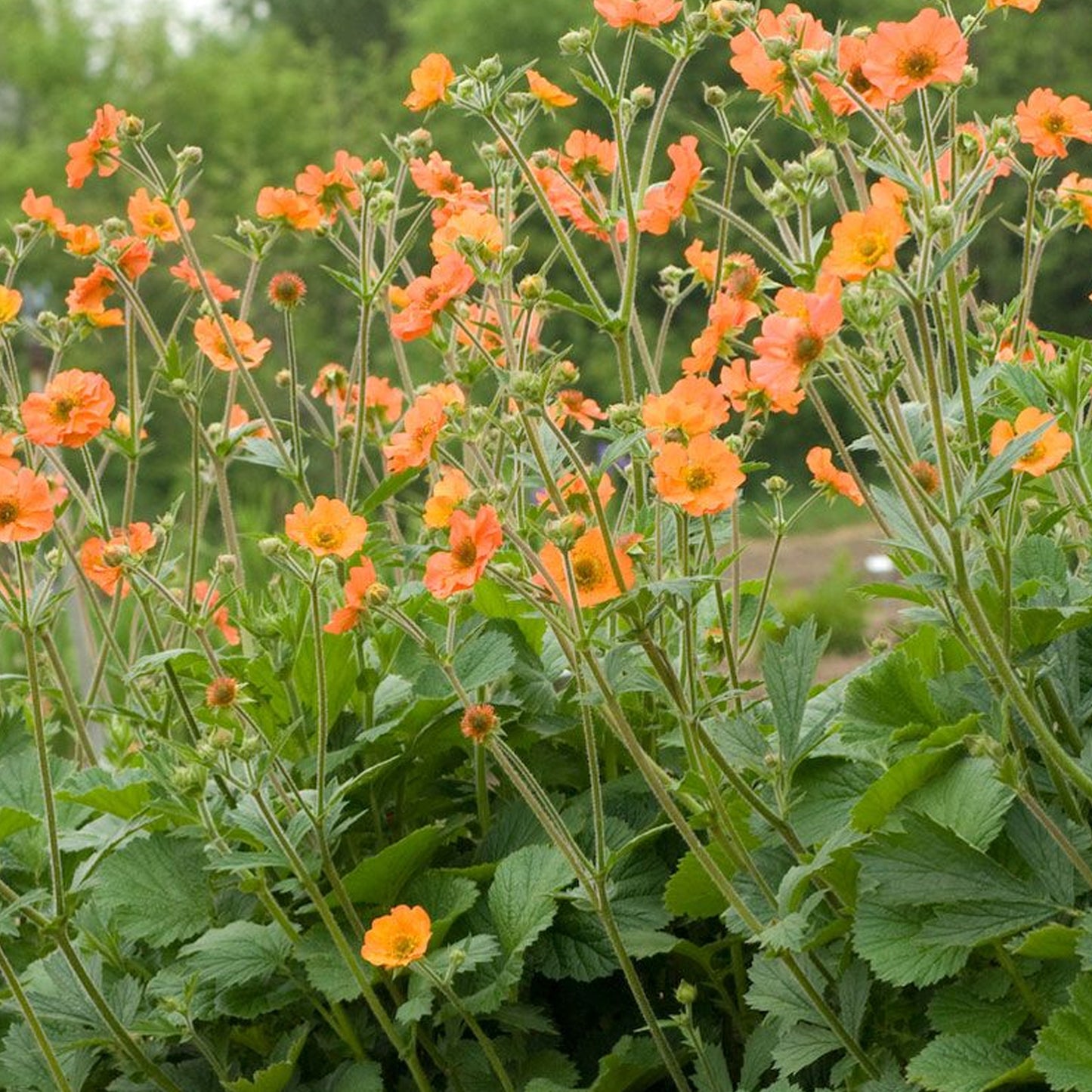 Geum Totally Tangerine
