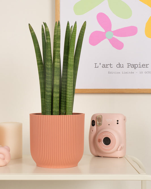 Sansevieria Cylindrica