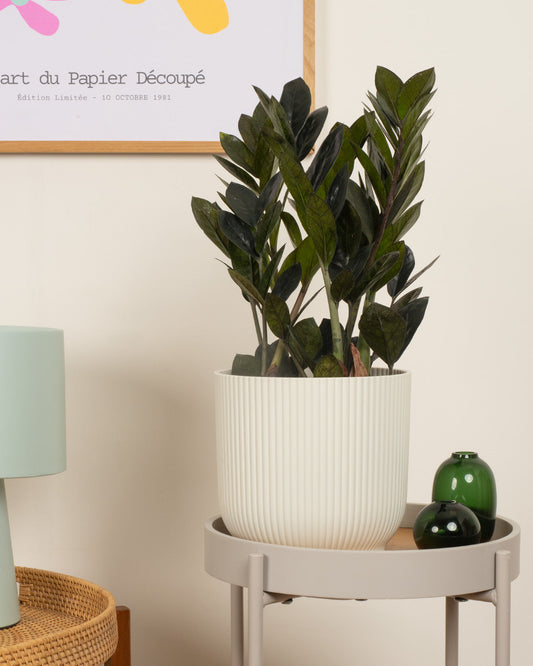 Zamioculcas Raven
