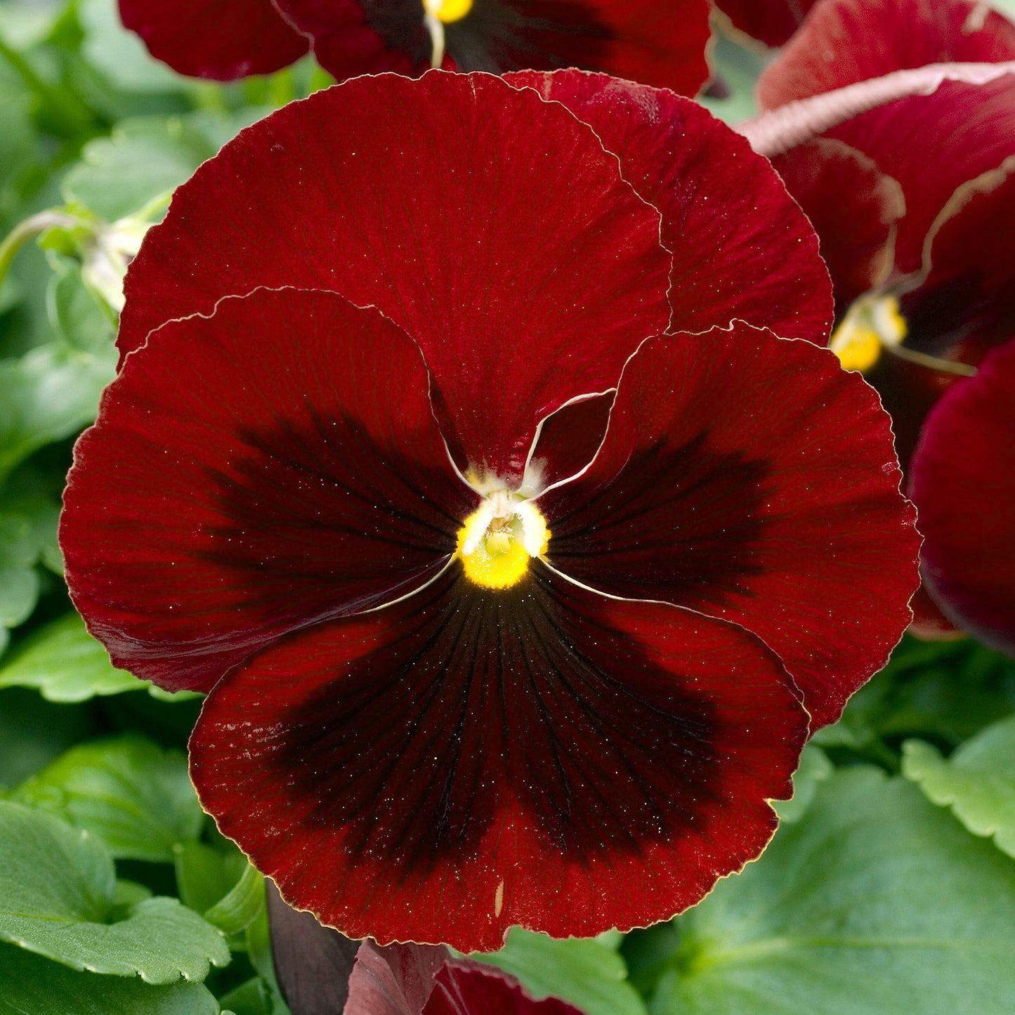 Bedding Plants - Red Blotch (6 Pack)
