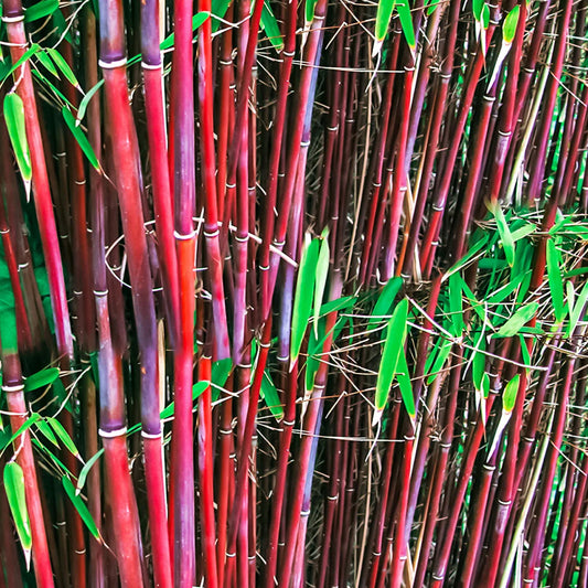 Bamboo Fargesia Asian Wonder