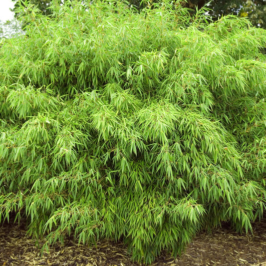 Bamboo Fargesia Rufa