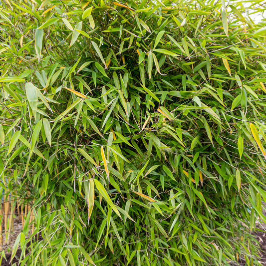 Bamboo Fargesia Pingwu