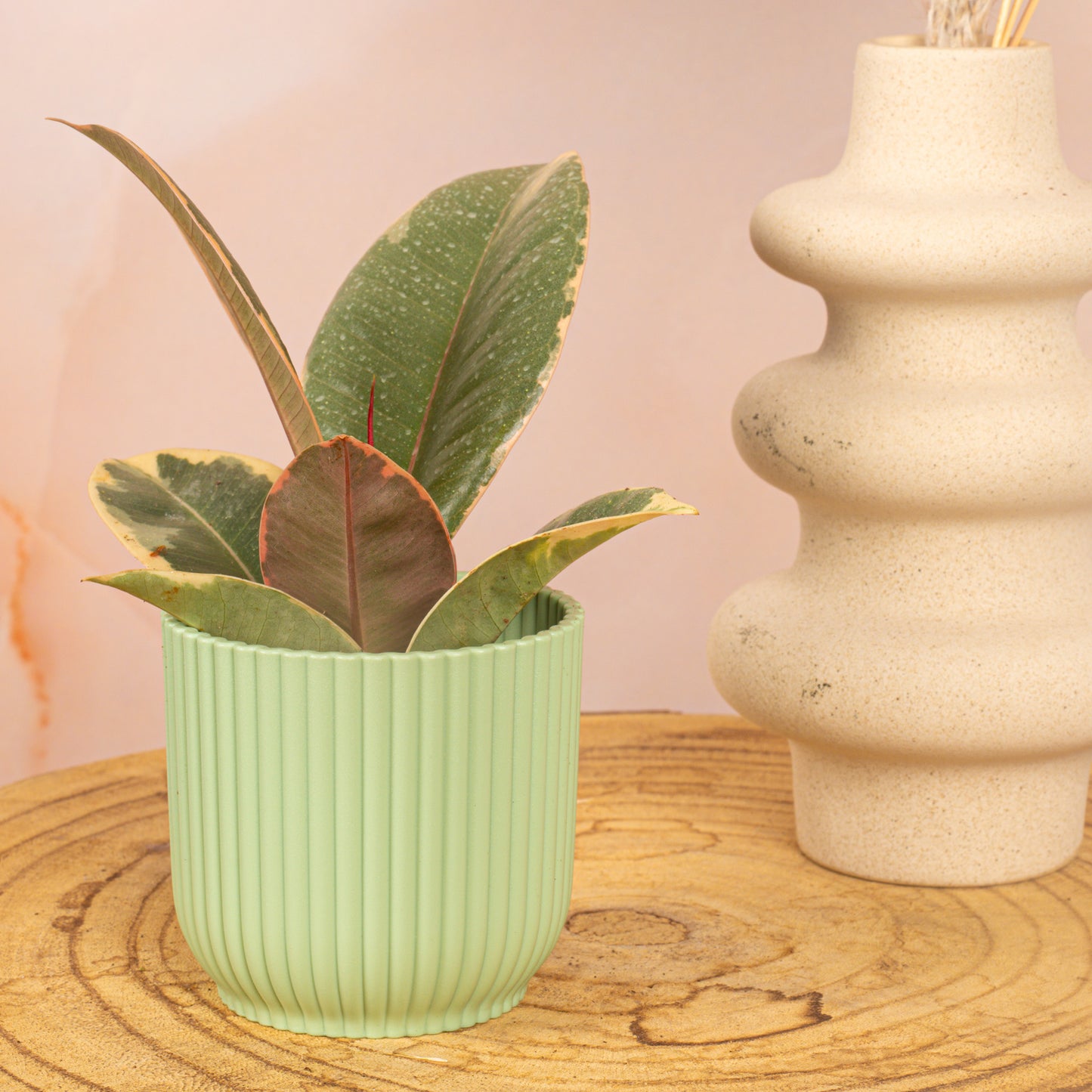Baby Plants - Ficus Tineke