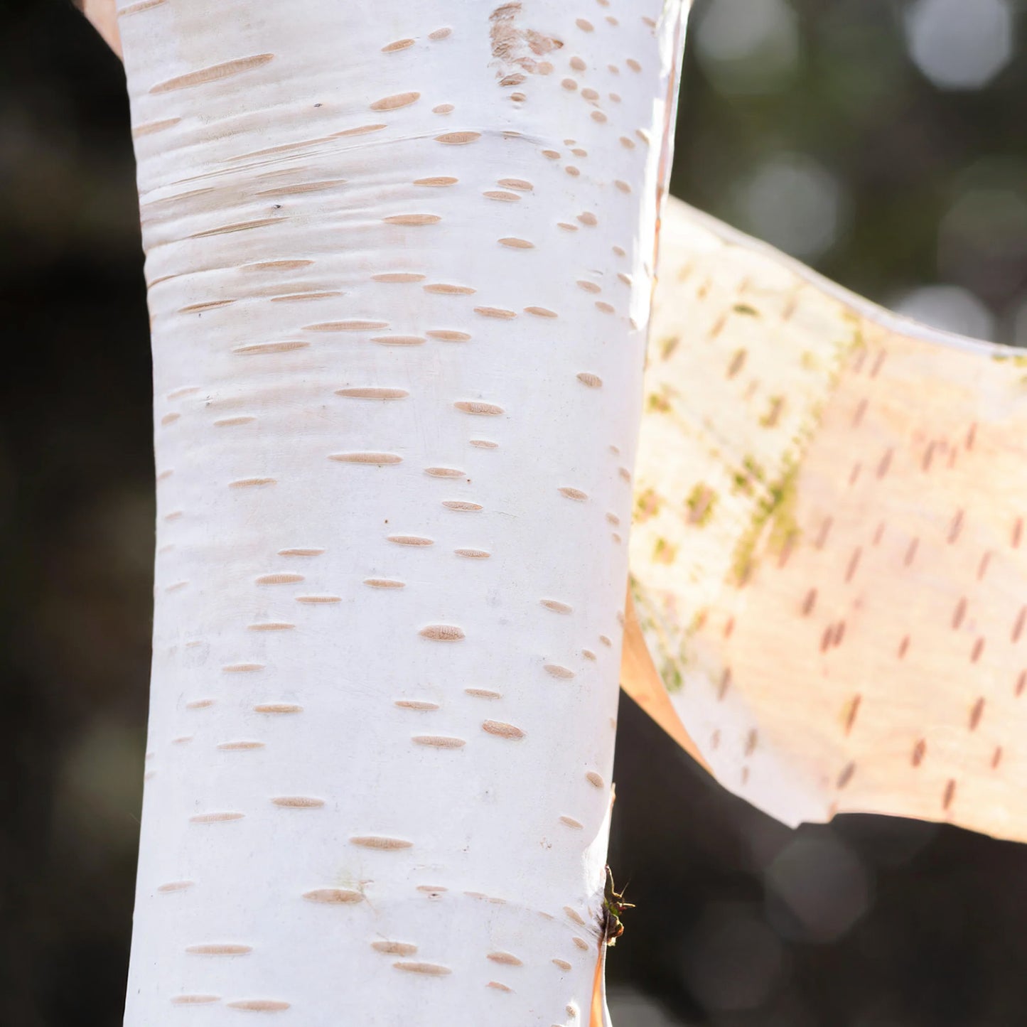 Betula Snow Queen Tree (12L, 5-6ft)