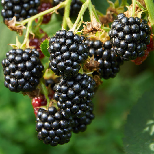 Blackberry Little Black Prince