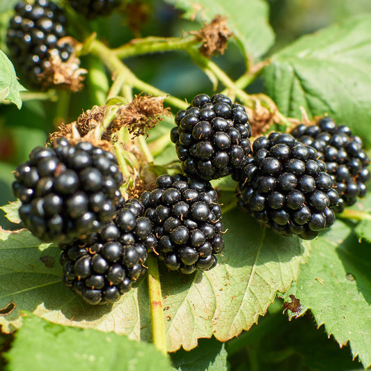 Blackberry Tiny Black