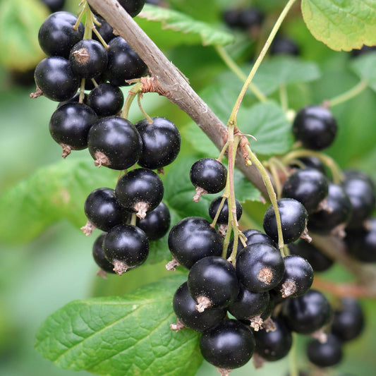 Blackcurrant Little Black Sugar