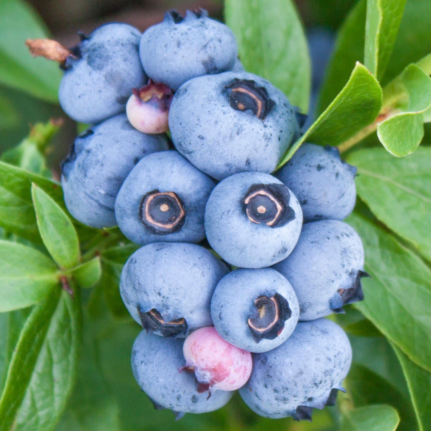 Blueberry Hortblue Petite