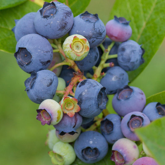 Blueberry Sunshine Blue