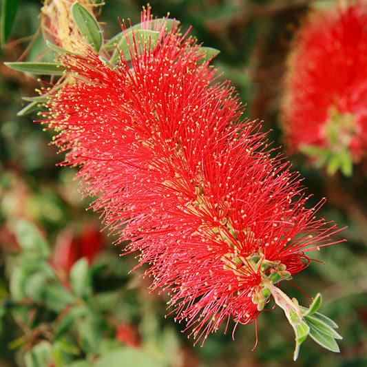 Callistemon Amarette
