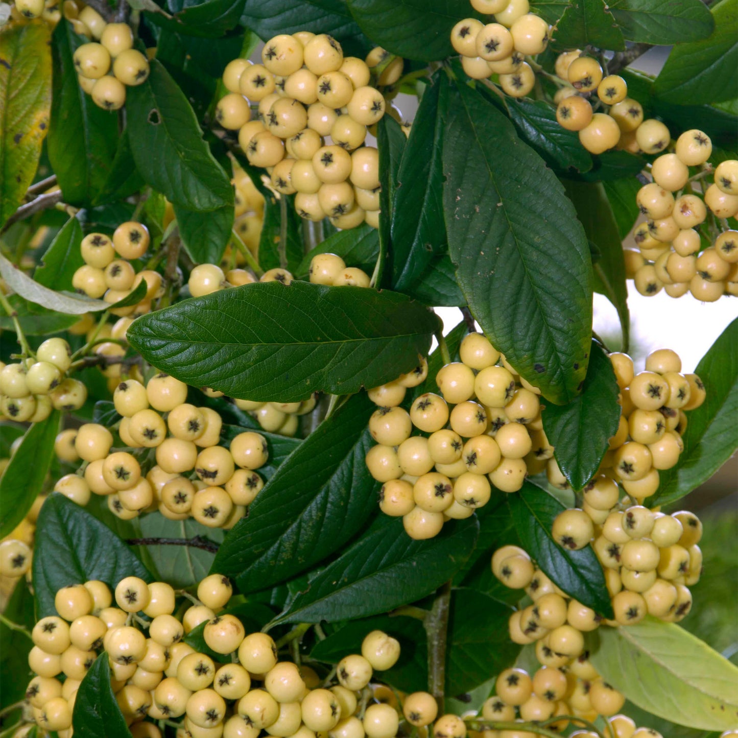 Cotoneaster Rothschildianus Tree (12L, 5-6ft)