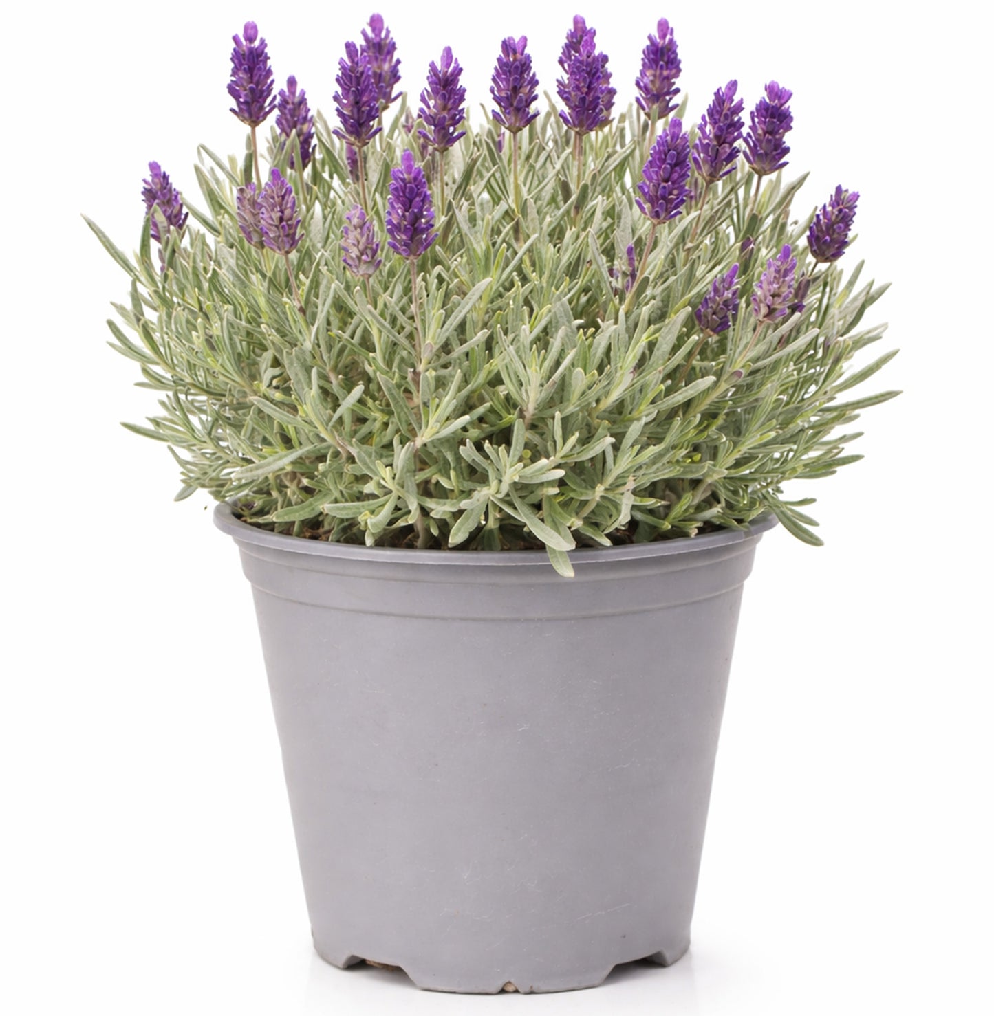 Herb - Lavender