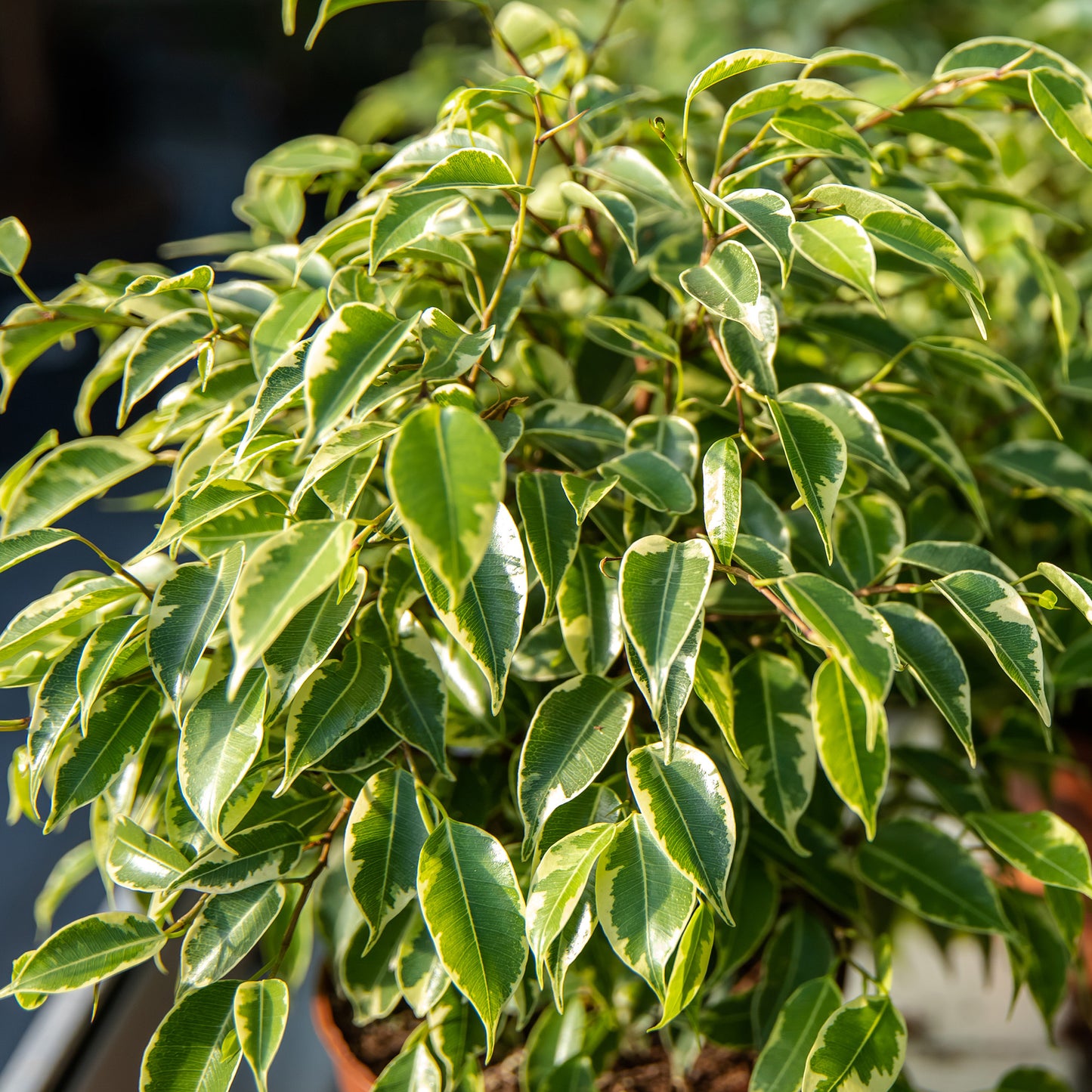 Ficus benjamina Golden King (12cm) V1