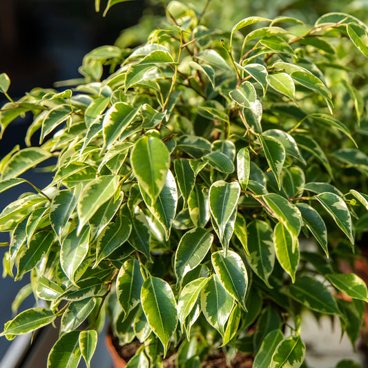 Ficus benjamina Golden King (12cm) V1