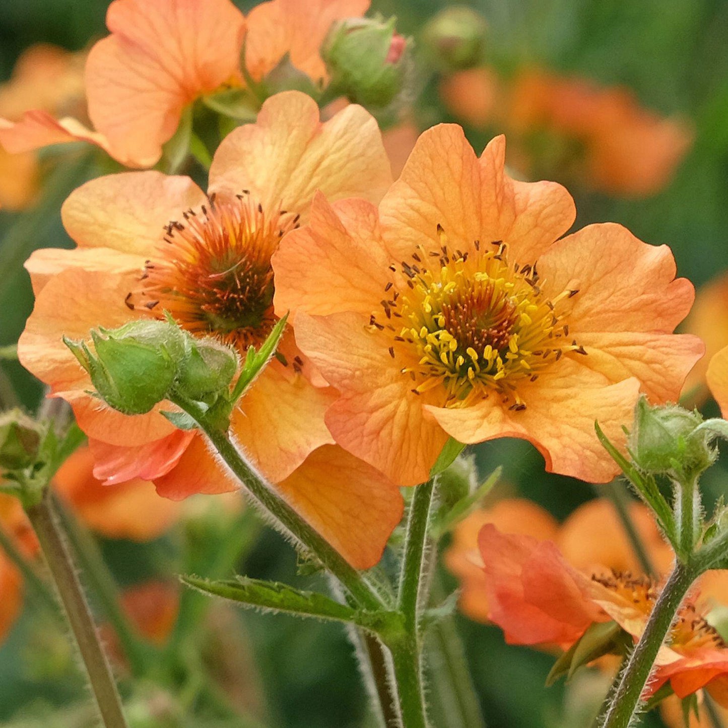 Geum Totally Tangerine