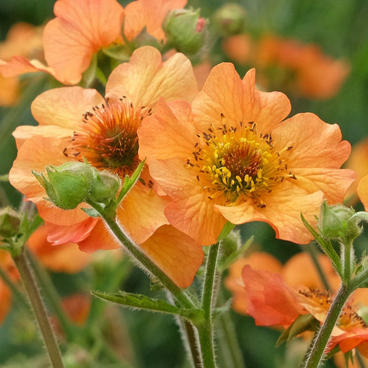 Geum Totally Tangerine