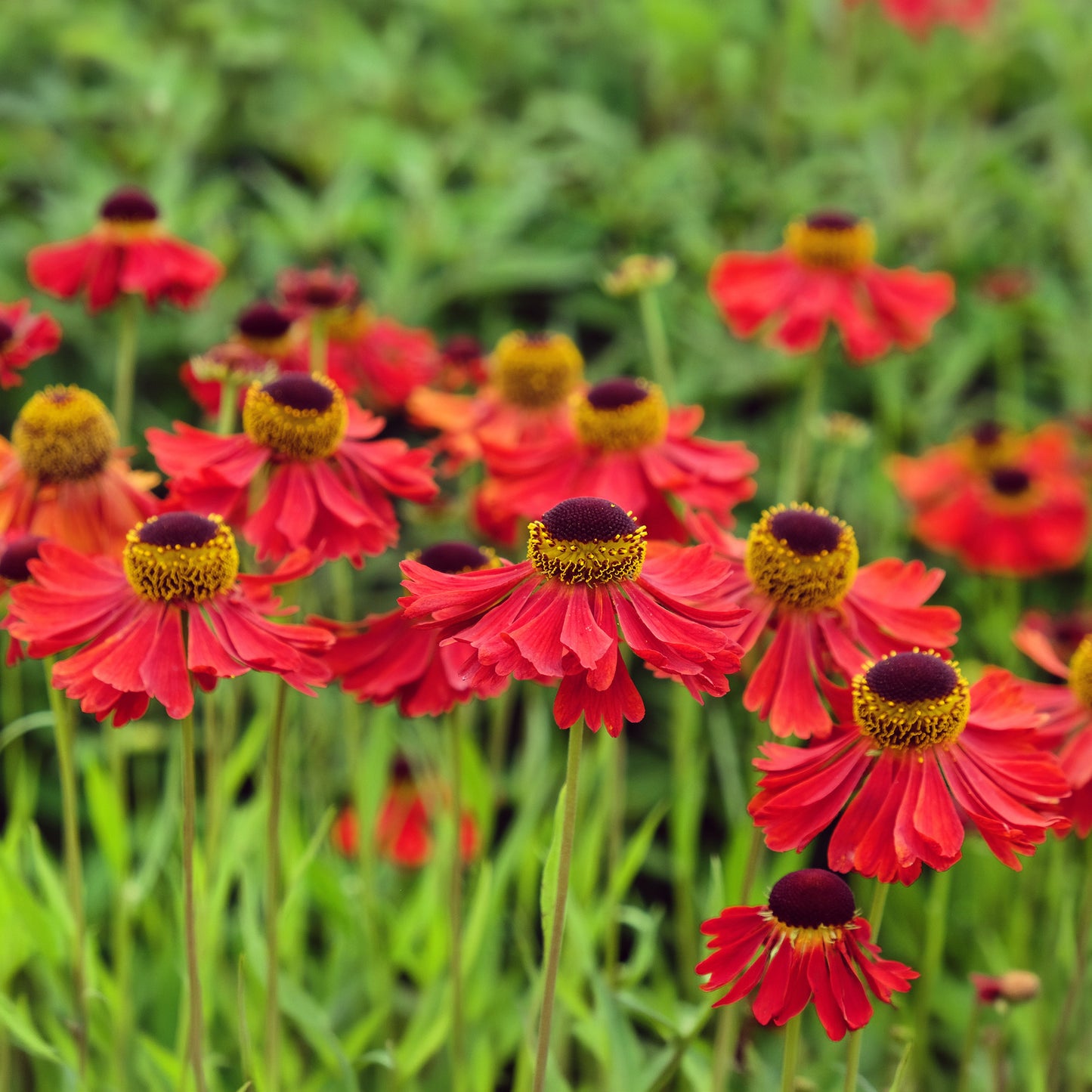 Helenium Moerheim Beauty