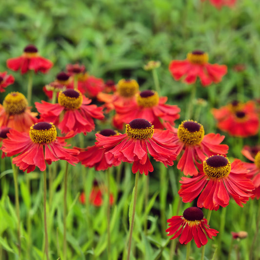 Helenium Moerheim Beauty