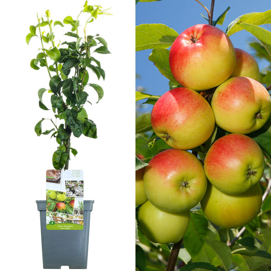 Duo Apple Patio Tree (5L, 2-3ft)