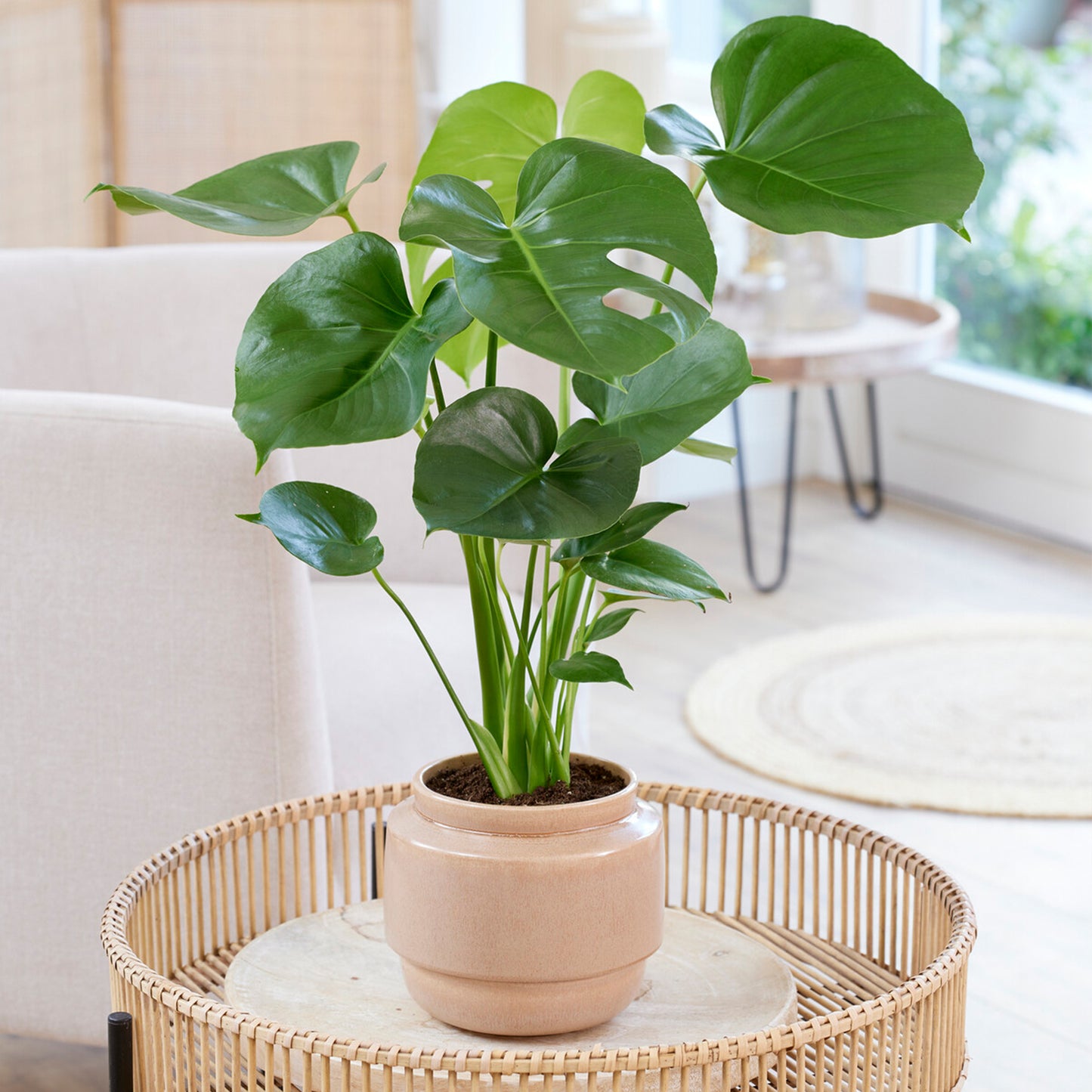 Monstera Deliciosa (14cm) V4