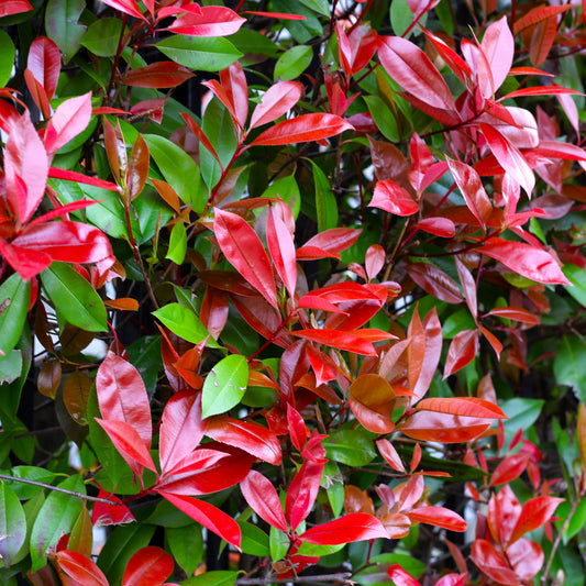 Photinia Red Robin (9cm)
