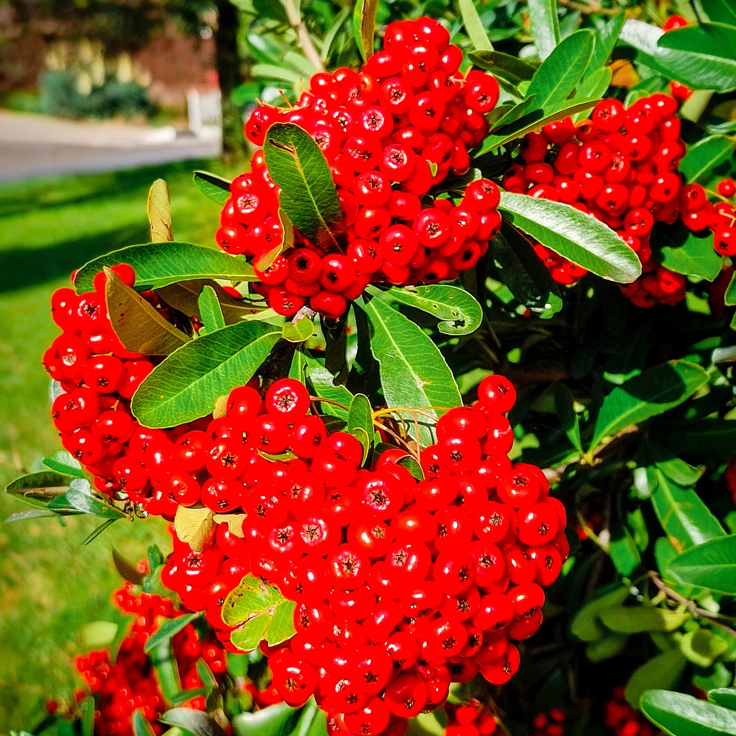 EU Pyracantha Mohave
