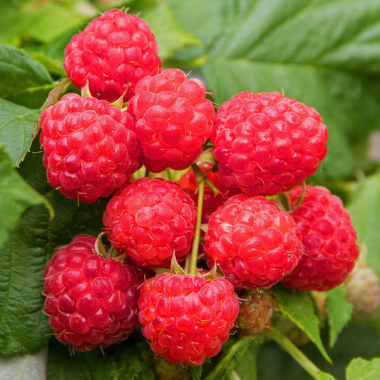 Raspberry Ruby Beauty