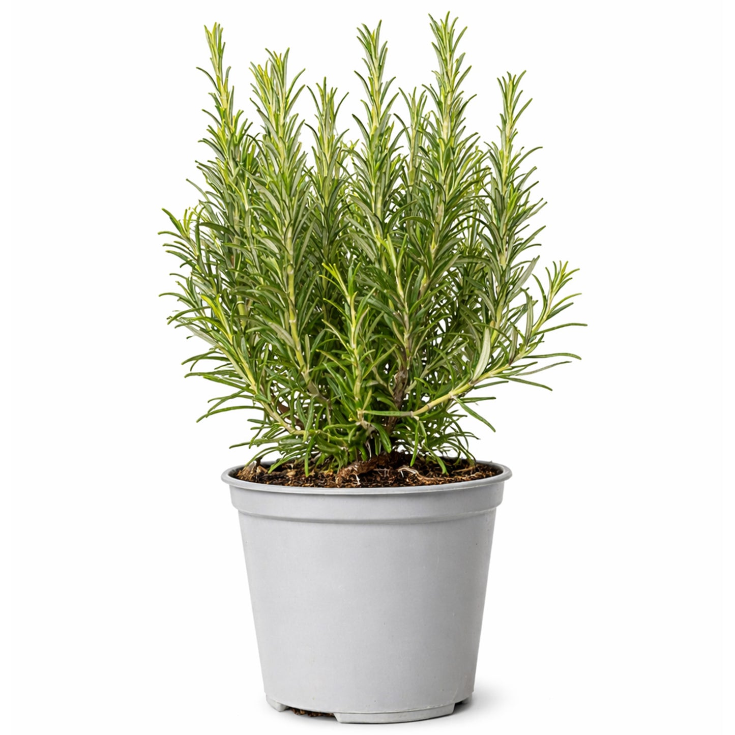 Herb - Rosemary