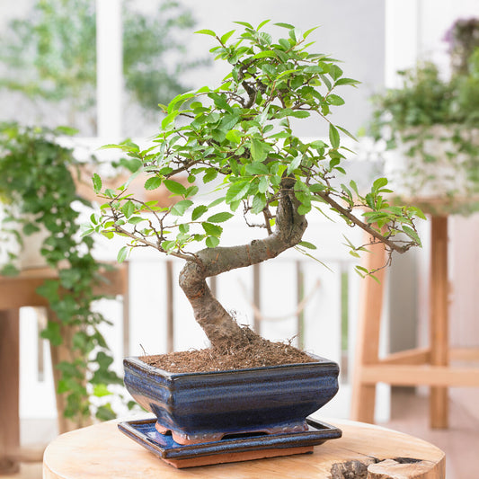 Bonsai Chinese Elm S-Shape (15cm V1)