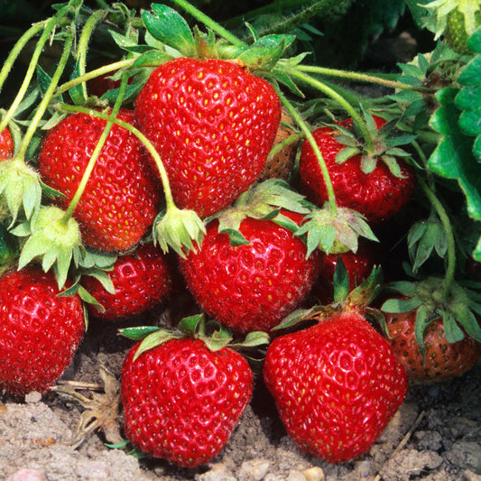 Strawberry Mix (9cm, Pack of 6)