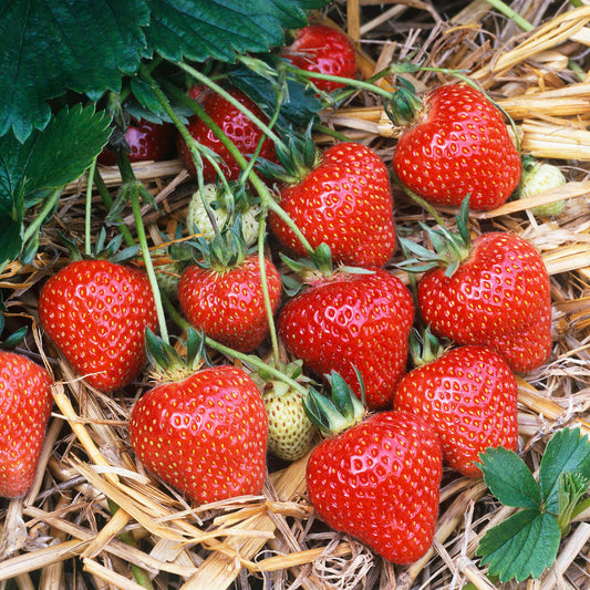 Strawberry Honeoye (Bare Root, 5-25 Plants)