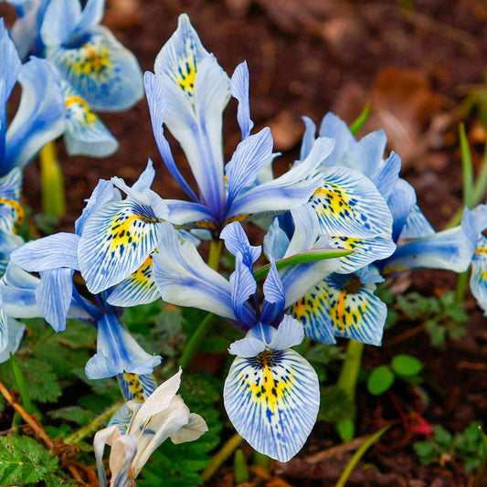 Iris Katharine Hodgkin -MASTER-